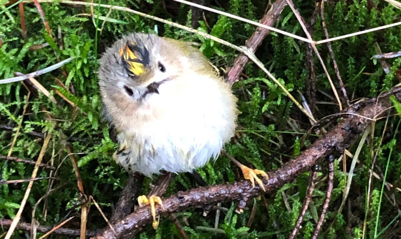 Een goudhaantje (foto: Geert Schots).