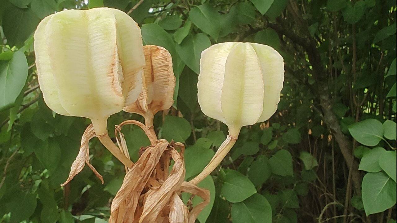 De keizerskroon (foto: Herman Weick).