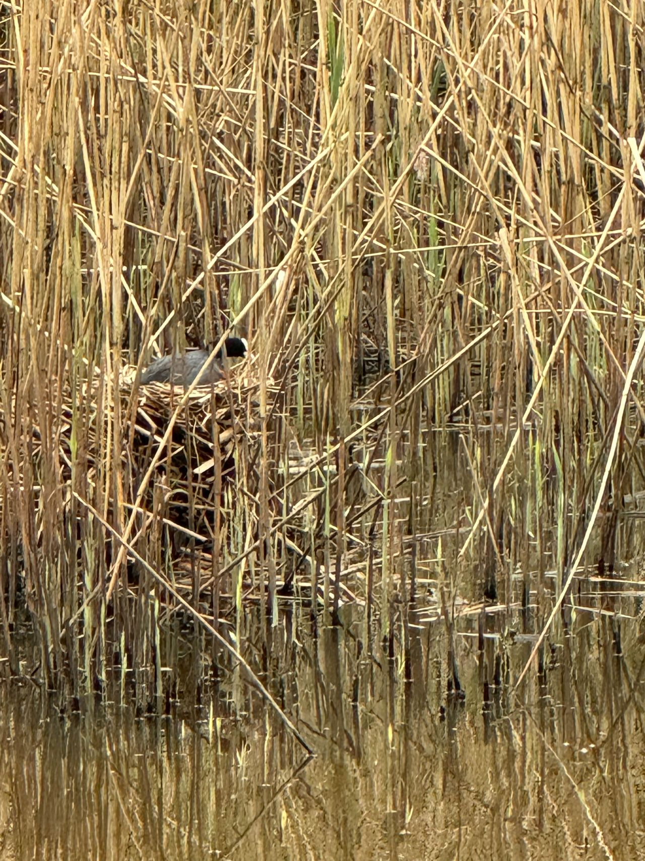 Een meerkoet in het riet (foto: Frans Kapteijns).