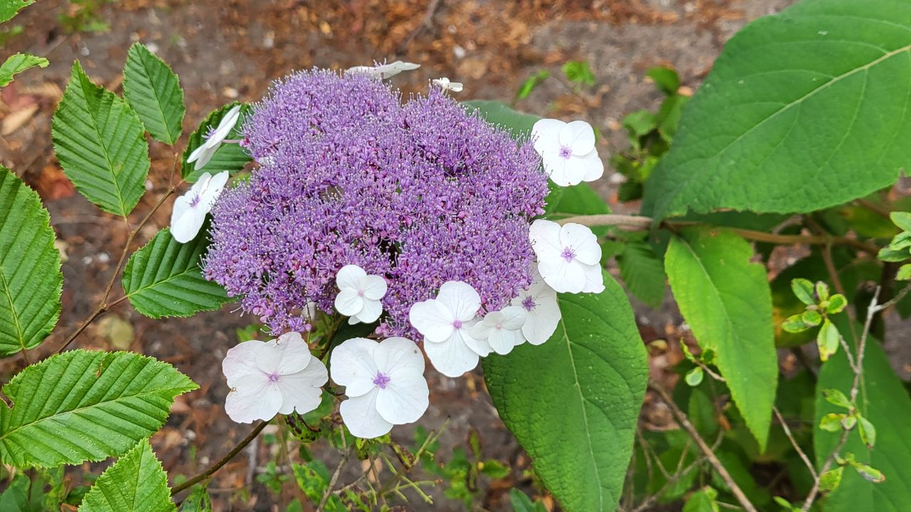 Harige hortensia strigosa (foto: Jamie Janssen).