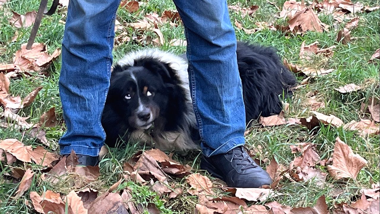 De eigenaars van Snoetje kwamen hem nooit meer halen. (Foto: Eva de Schipper)