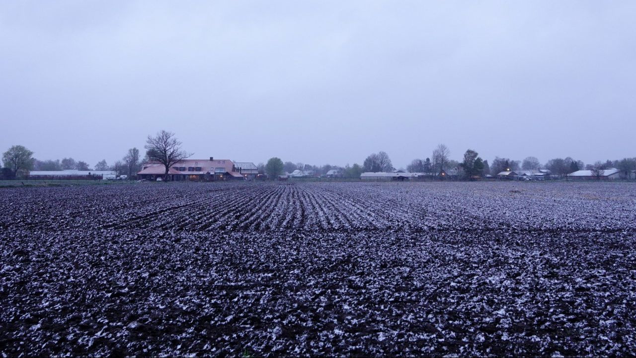 Door een enkele sneeuwbui werd het in Budel en omgeving slechts tijdelijk een beetje wit (foto: Ben Saanen). 