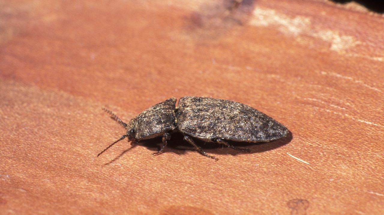 Een muisgrijze kniptor (foto: Saxifraga/Frits Bink).