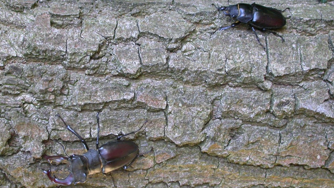 Een vliegend hert, boven het vrouwtje (foto: Saxifraga/Mark Zekhuis).