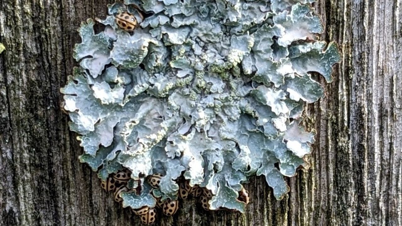 Gewoon schildmos en veel zestienstippige lieveheersbeestjes (foto: Dik Druijff).