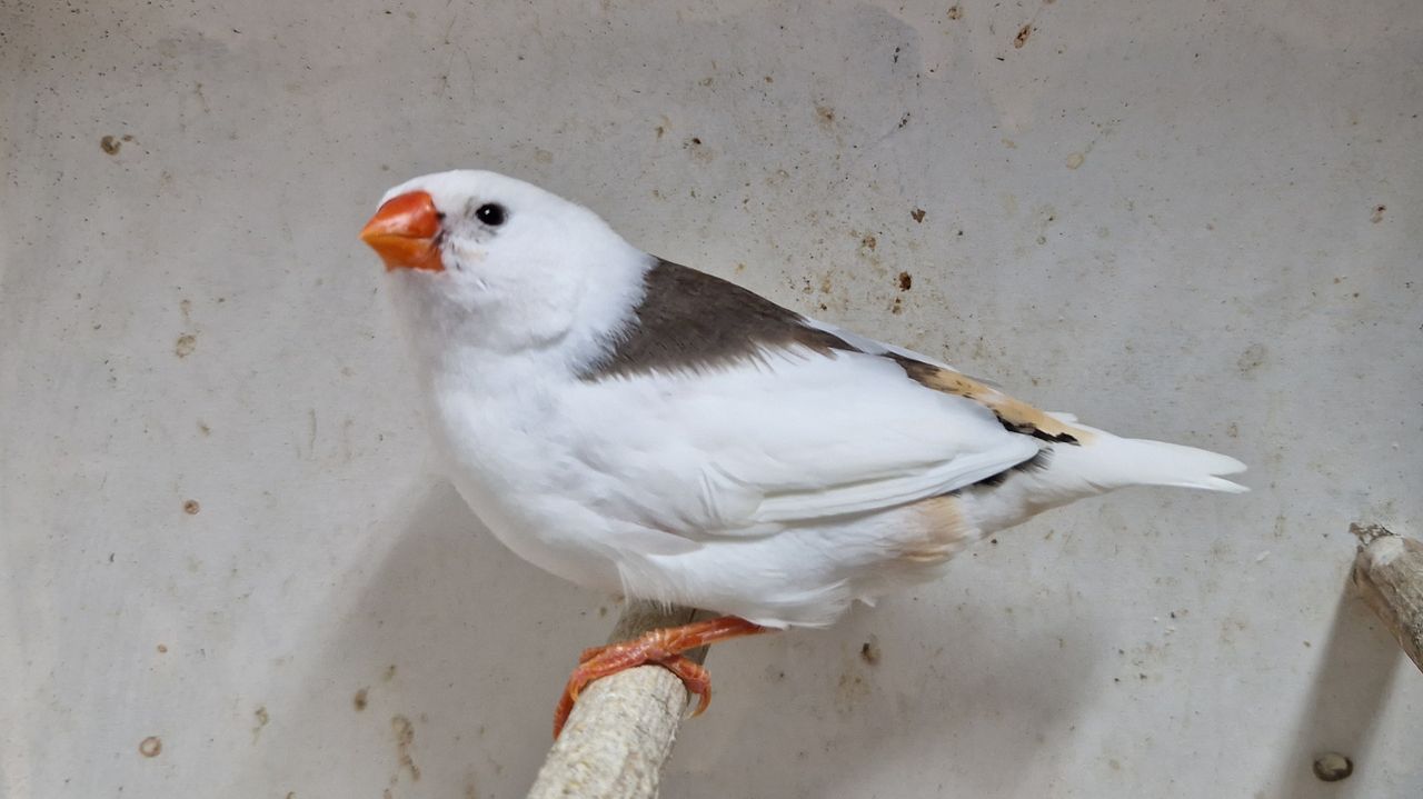 Wordt dit één van de twaalf vogels in de selectie van Rowdy van Son? (foto: Noël van Hooft)