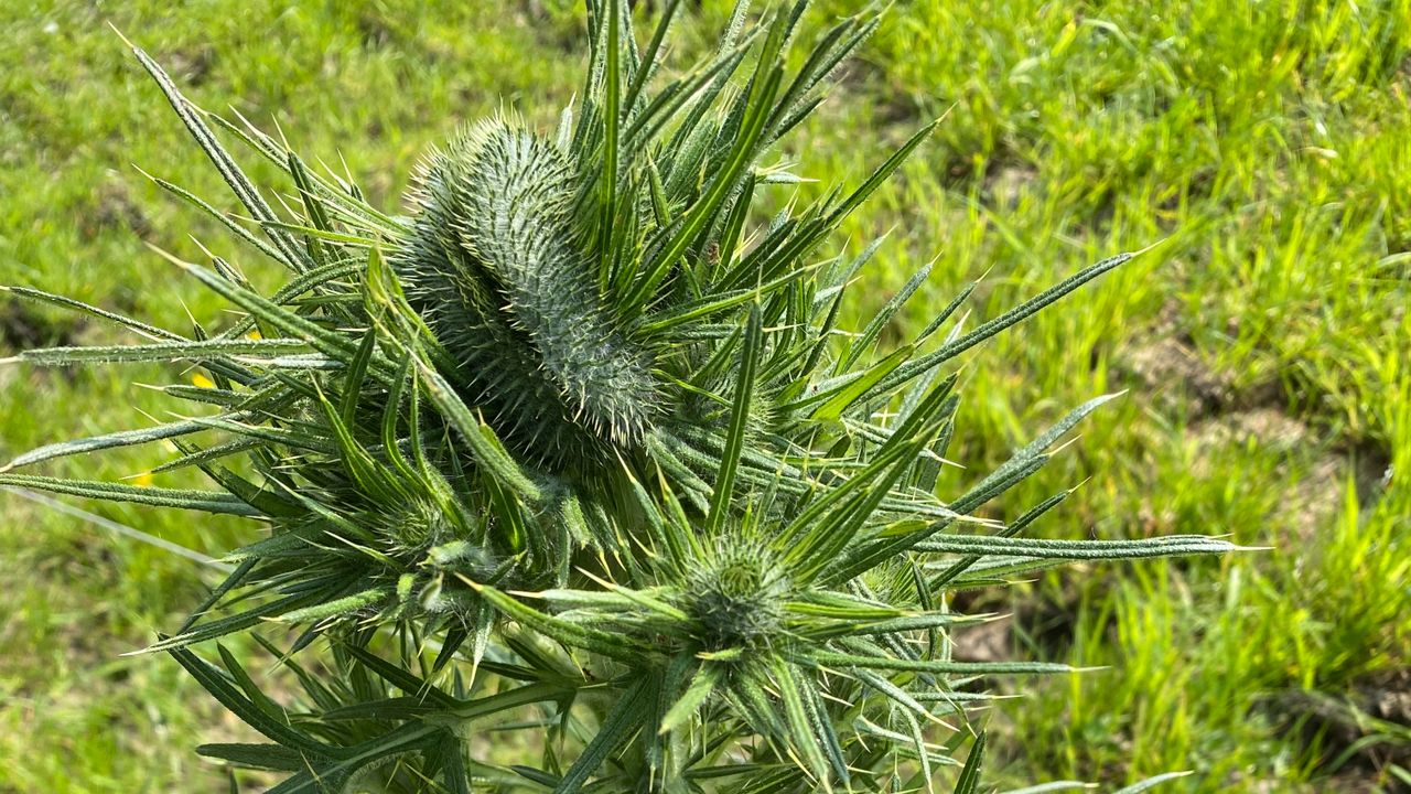 Vreemde bloemknop speerdistel (foto: Kees Aarts).