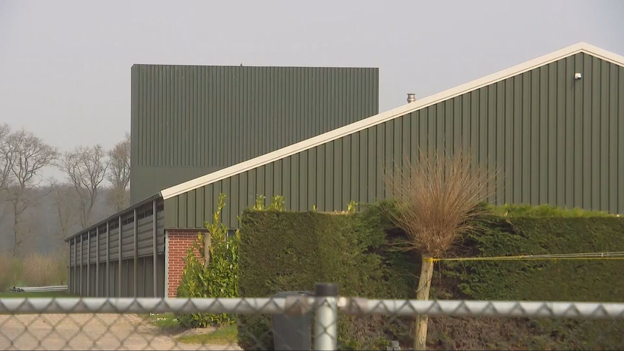 Luchtwassers bij de kippenboer, de soort schoorstenen die de stank voor omwonenden tegengaan.