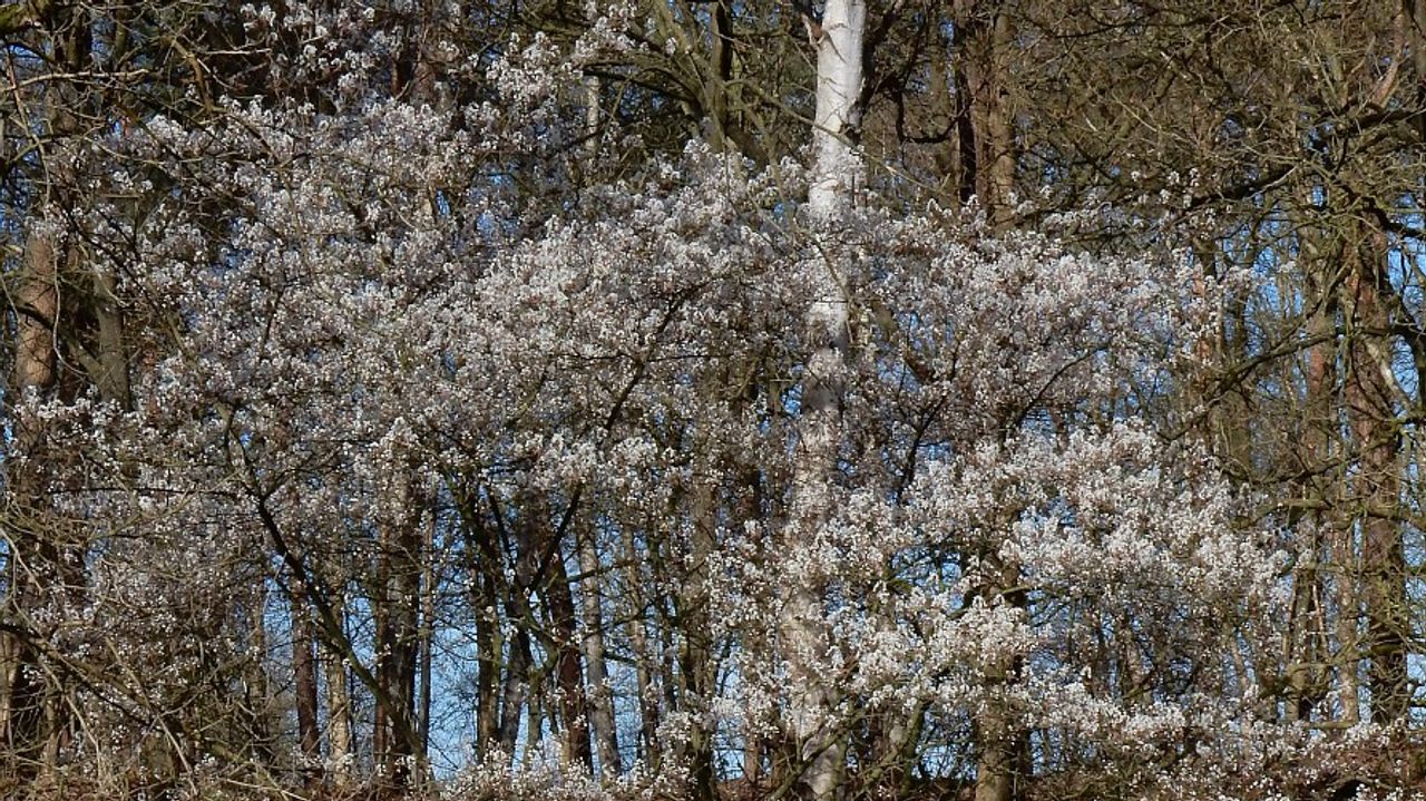Het Amerikaans krentenboompje (foto: Saxifraga/Ed Stikvoort).