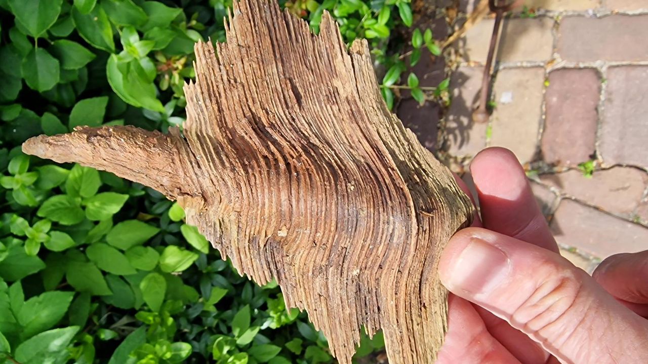 Een oude knoest (foto: Jurgen Sloots).