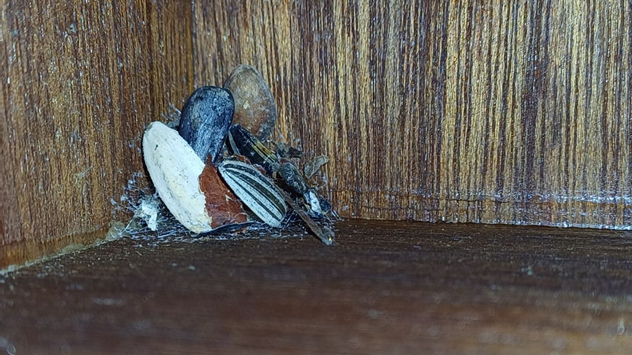 Een spinnenweb met de resten van zaadje (foto: Annemieke van Driest).