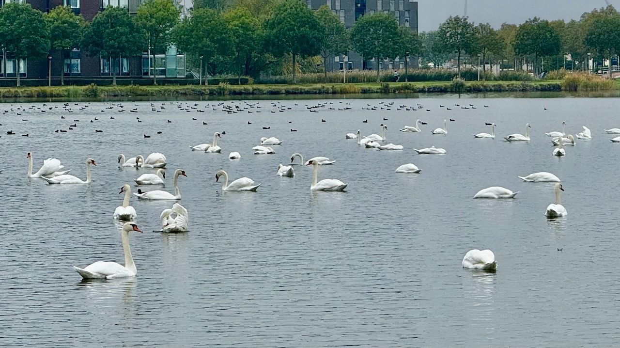 De zwanen vormen een witte deken over de Binnenschelde (foto: Erik Peeters).