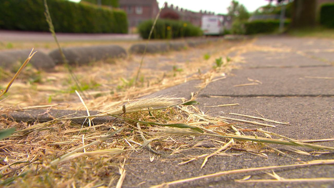 De stoep vol grasarens. (Foto: Omroep Brabant)