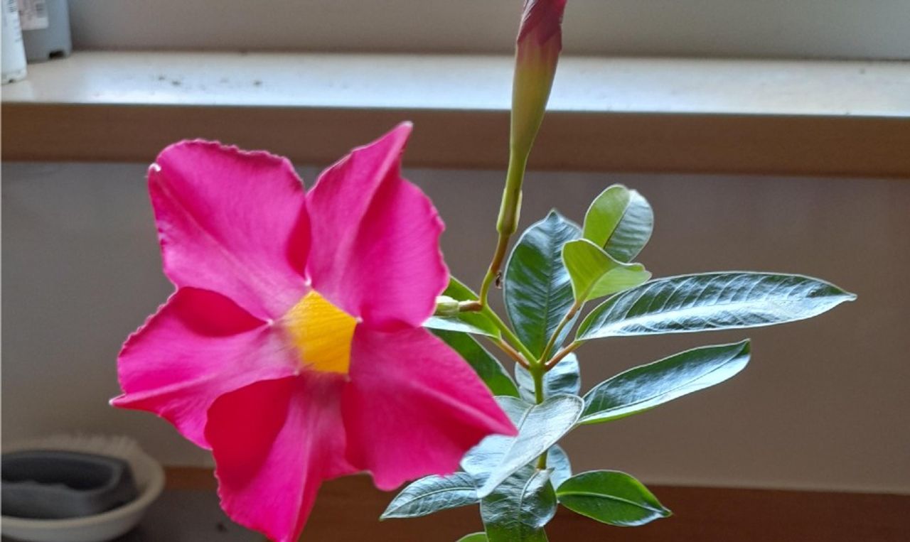 Dipladenia (foto: Gerrie van Helvert).