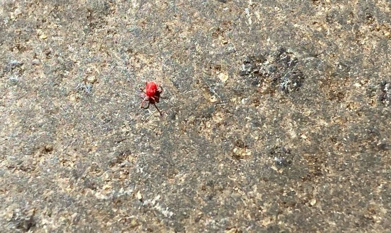 Roofmijt (foto: Sylvia Kools).