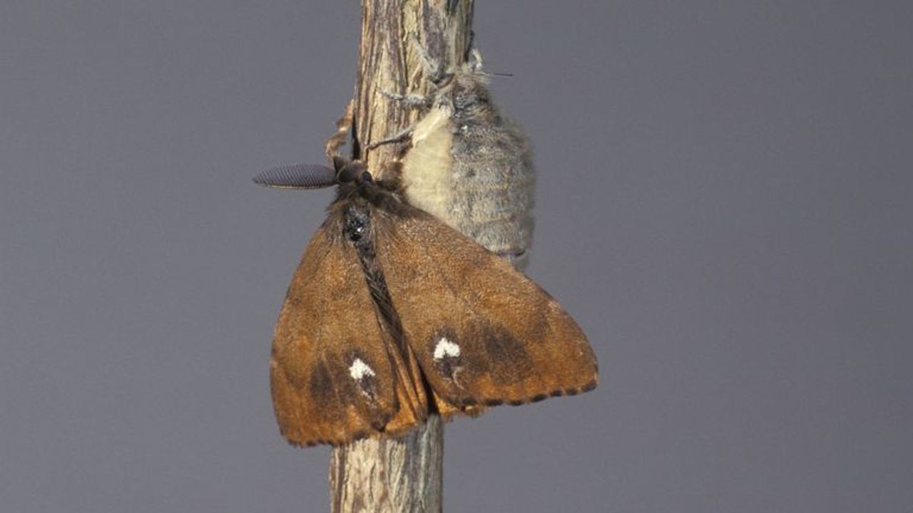 Een witvlakvlindermannetje en daarboven het vrouwtje (foto: Saxifraga/Frits Bink).