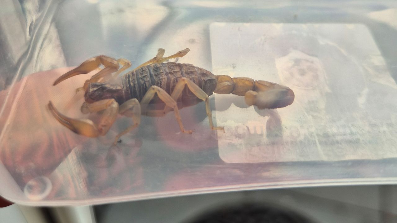 Schorpioen Snippie veilig in een plastic bakje (foto: Jacqueline van Rooij).