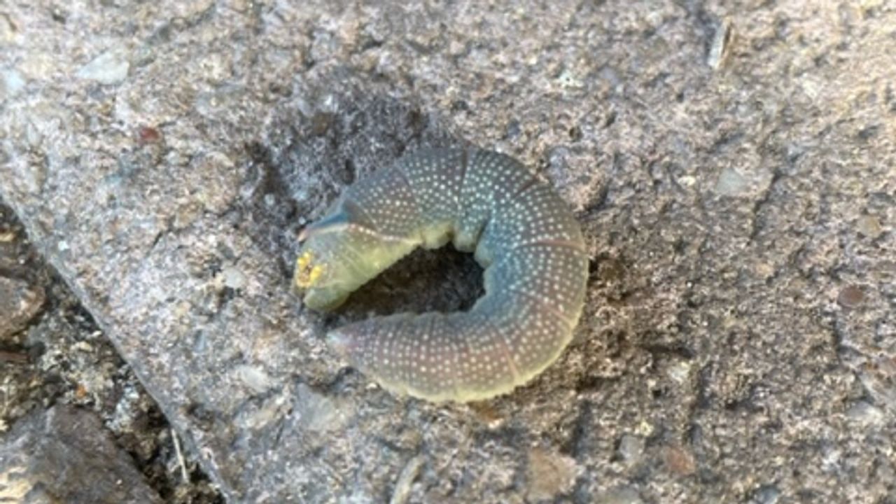 Een beestje met een blauw hoornachtig uitsteeksel op het hoofd (foto: Ron Bombeeck).