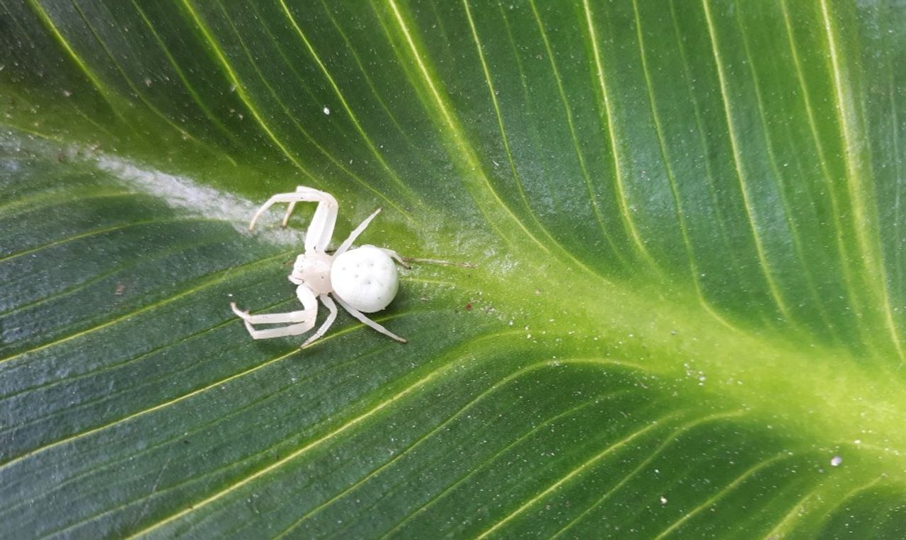 Een krabspin (foto: Twan Schijvenaars).