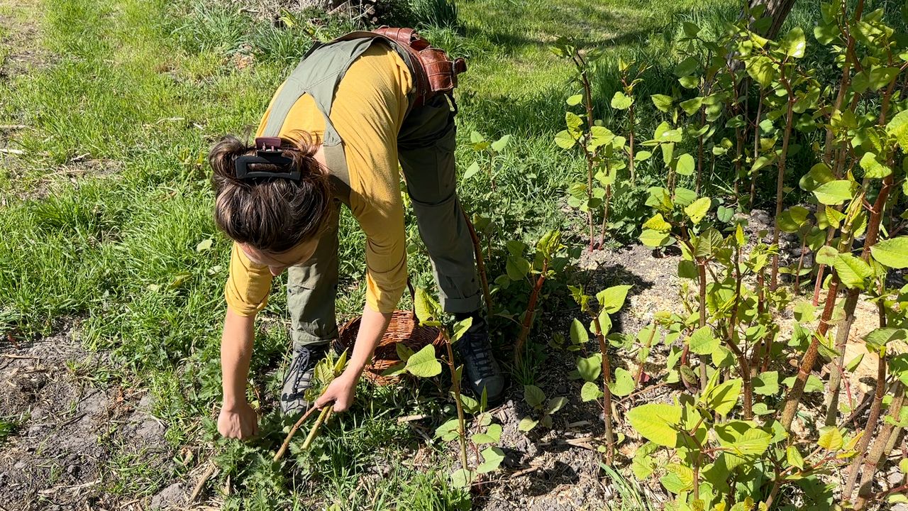 Roos snijdt wat Japanse duizendknoop af voor het avondeten.