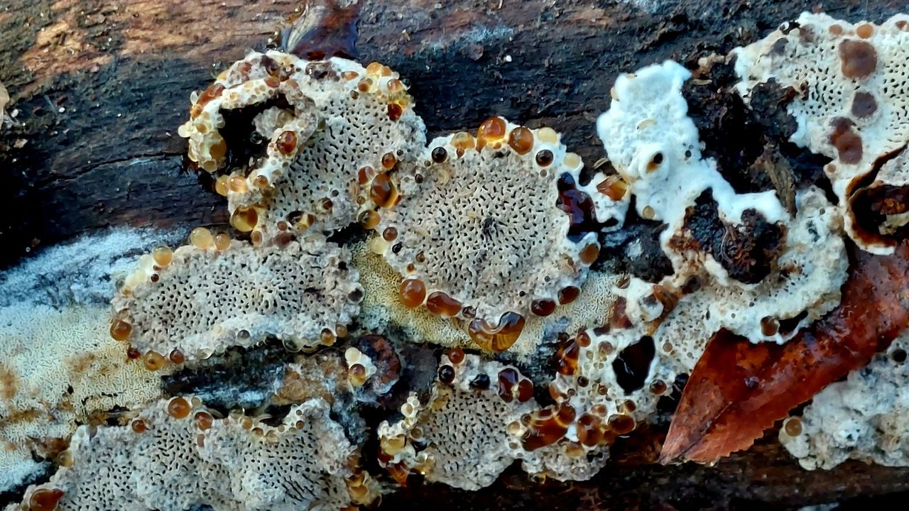 Een toefige labyrintzwam (foto: Elvira Raombouts).