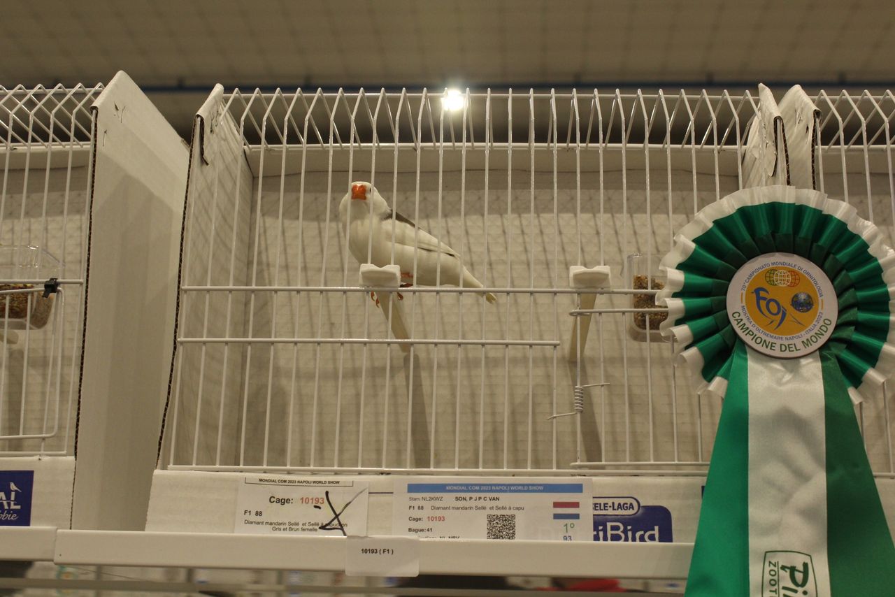 De winnende zebravink