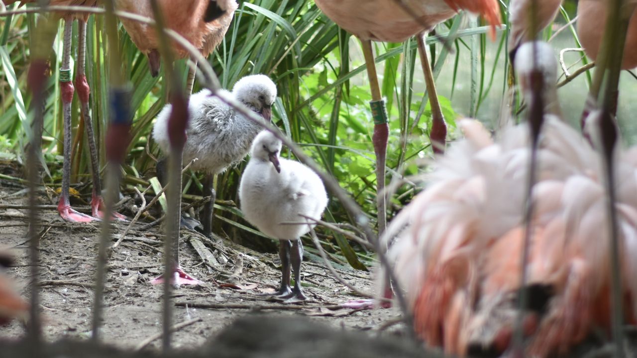 Foto: Zooparc Overloon.