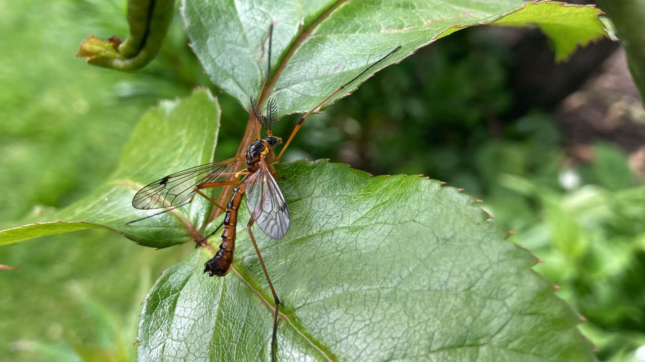 Een oranje kamlangpoot (foto: Ton van den Bersselaar).