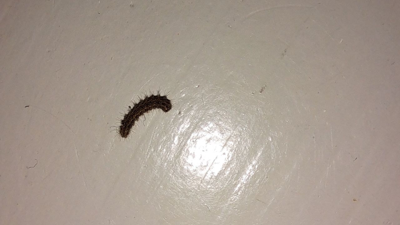 De rups van het vaal kokerbeertje (foto: Anke de Swart).