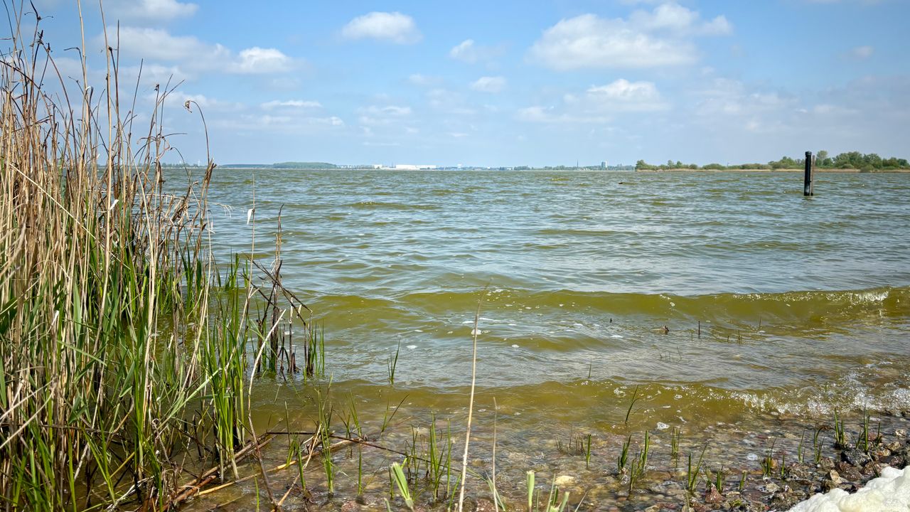 Ook de kwaliteit van het water in het Markiezaatsmeer wordt aanzienlijk verbeterd (foto: Erik Peeters).