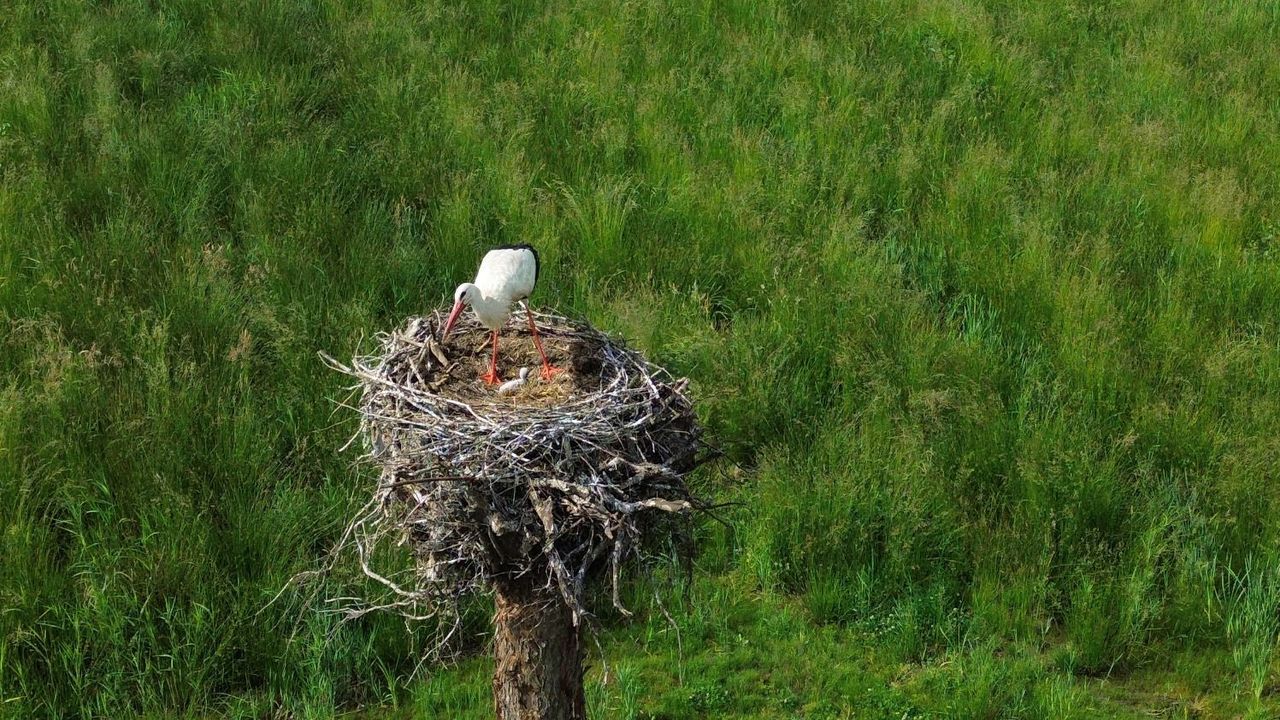 Het jong in de omgekeerde boom 't Gulden Land. 