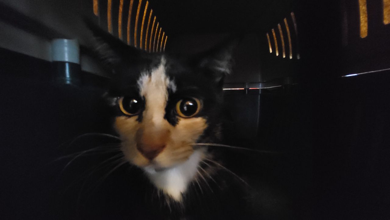 De andere kat ( (foto: Landelijke Inspectiedienst Dierenwerlzijn).