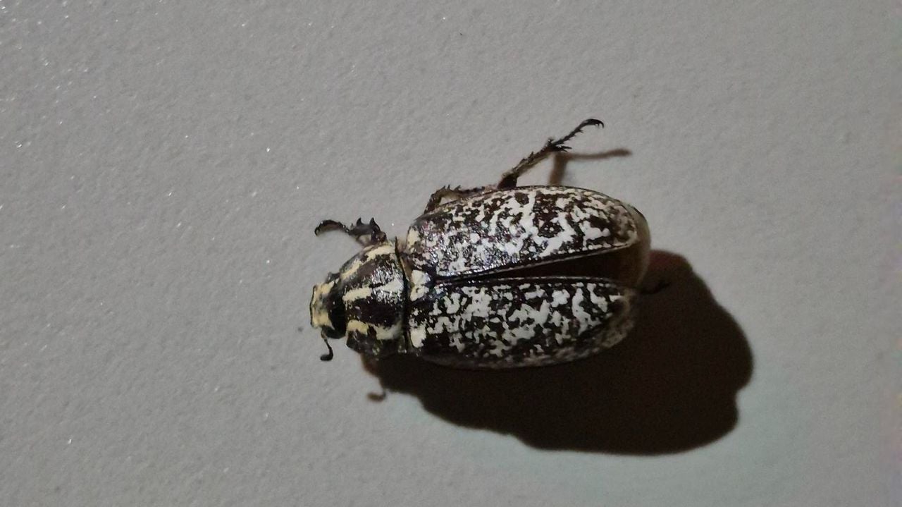 Een julikever (foto: Peter Timmerman).