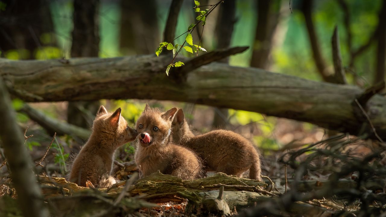 Jonge vosjes in de natuur (foto: Mignon van den Wittenboer).