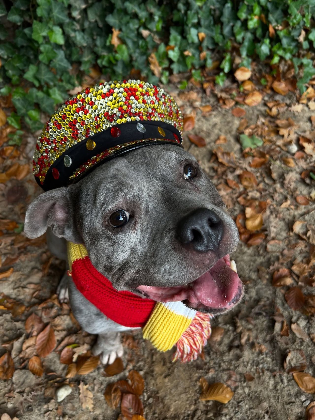 Foto: Instagram Dierentehuis 's-Hertogenbosch .