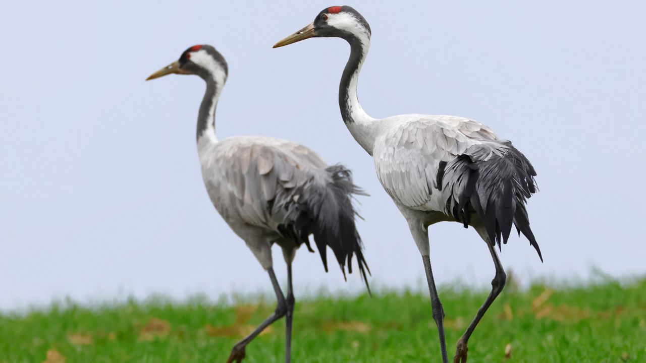 Twee kraanvogels [maar niet die uit de tekst].