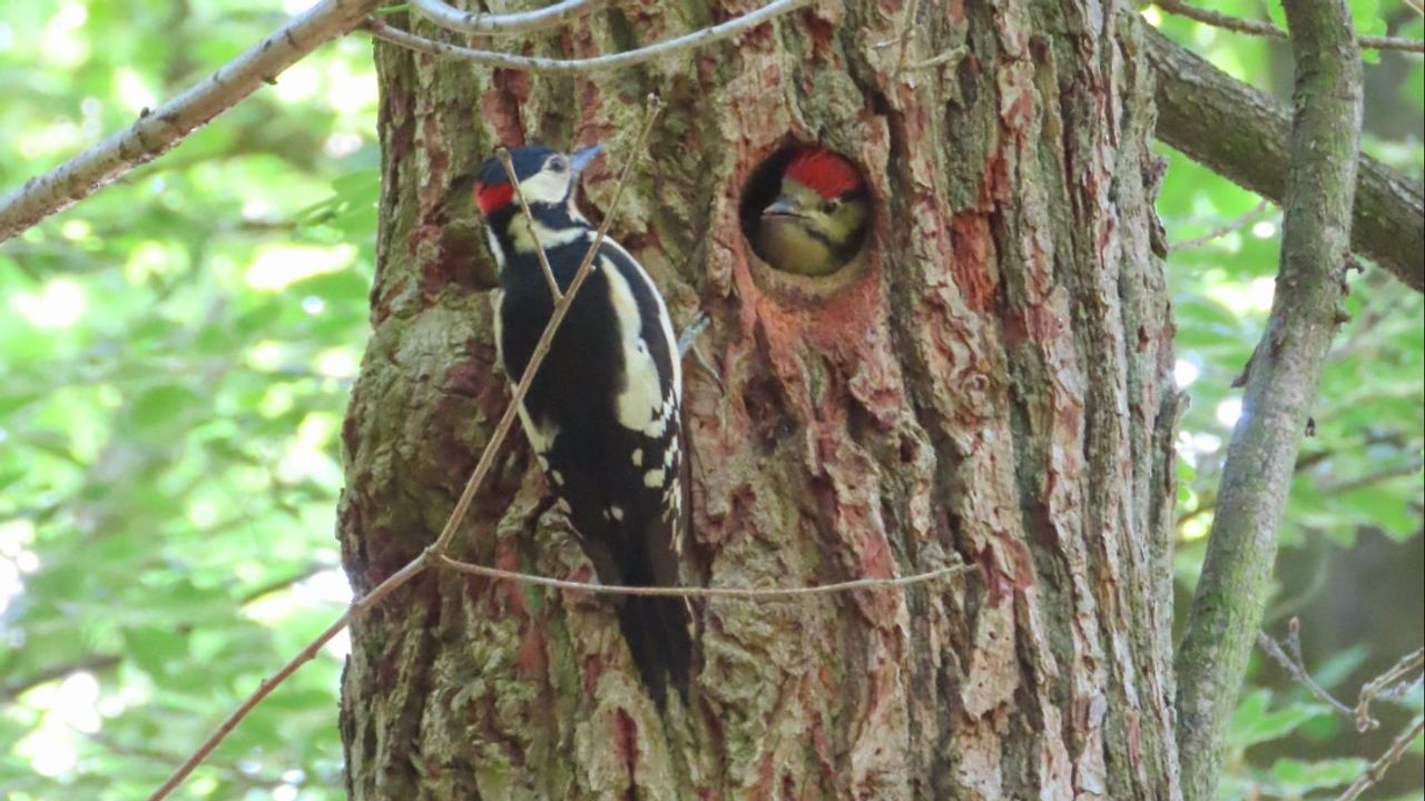 Het  mannetje van de grote bonte specht, op weg naar het voeren van jonge grote bonte spechten (foto: Patricia Smulders).