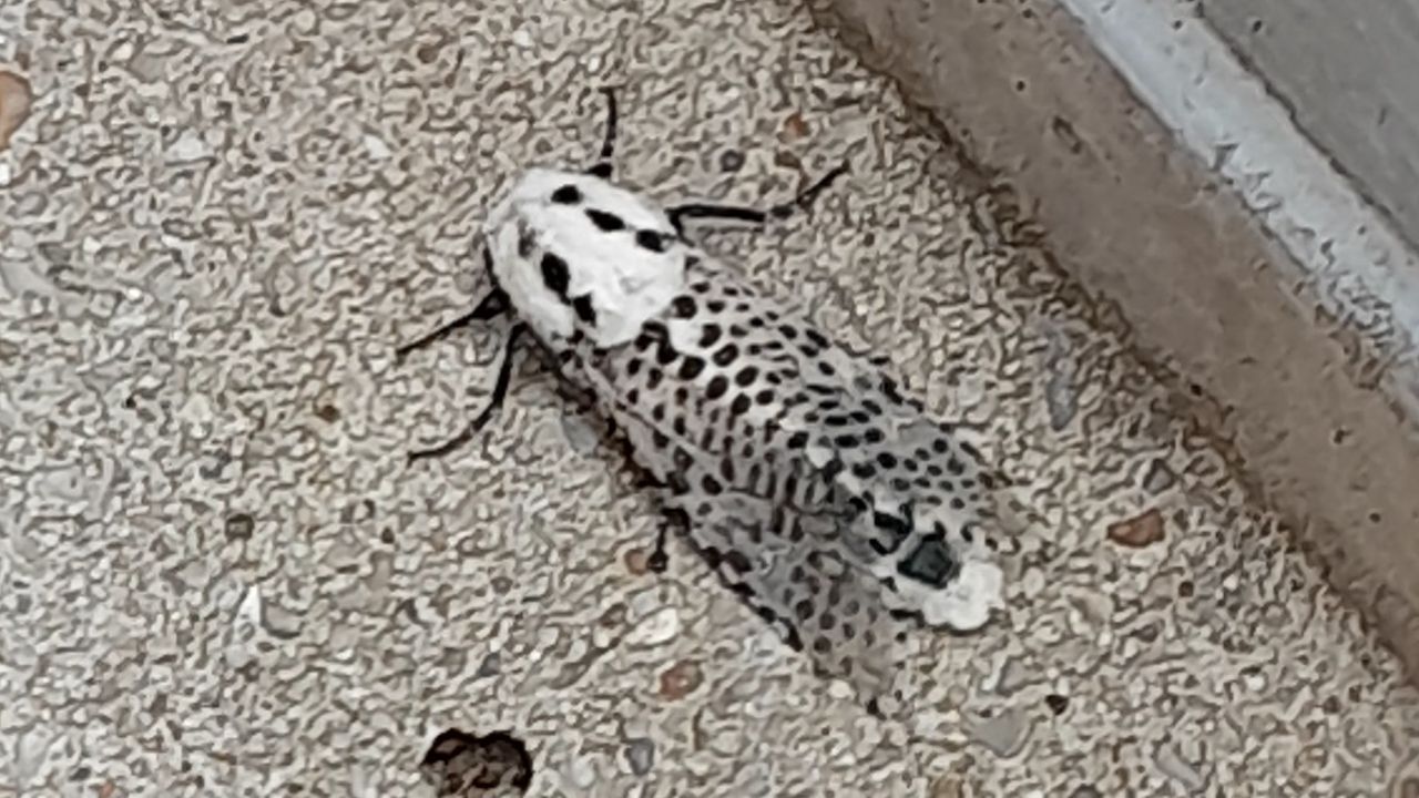 Een gestippelde houtvlinder (foto: Dora de Wolf).