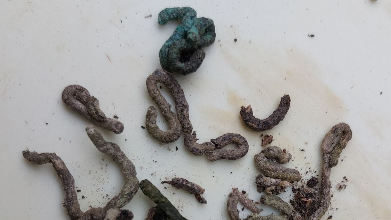 Grijze uitwerpselen met bochtjes (foto Bas Cuppen).