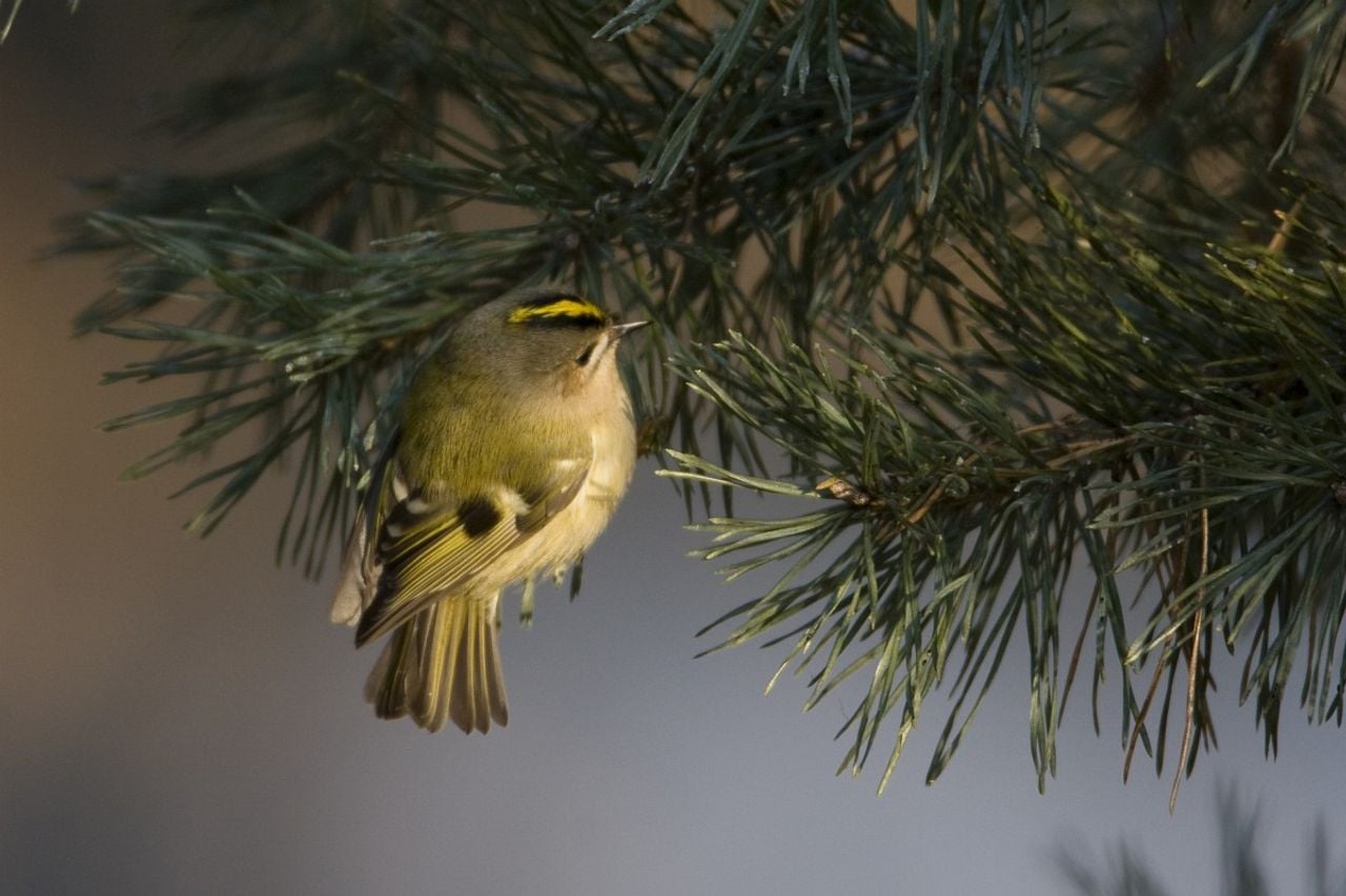 Een goudhaanvrouwtje (foto: Saxifraga/Luc Hoogenstein).