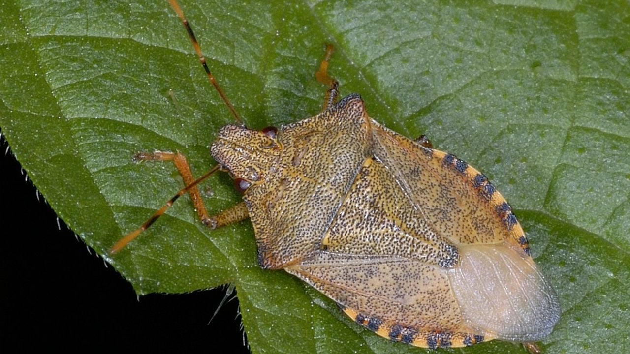 Een snuitkeverwants (foto: Saxifraga/Ab H. Baas).