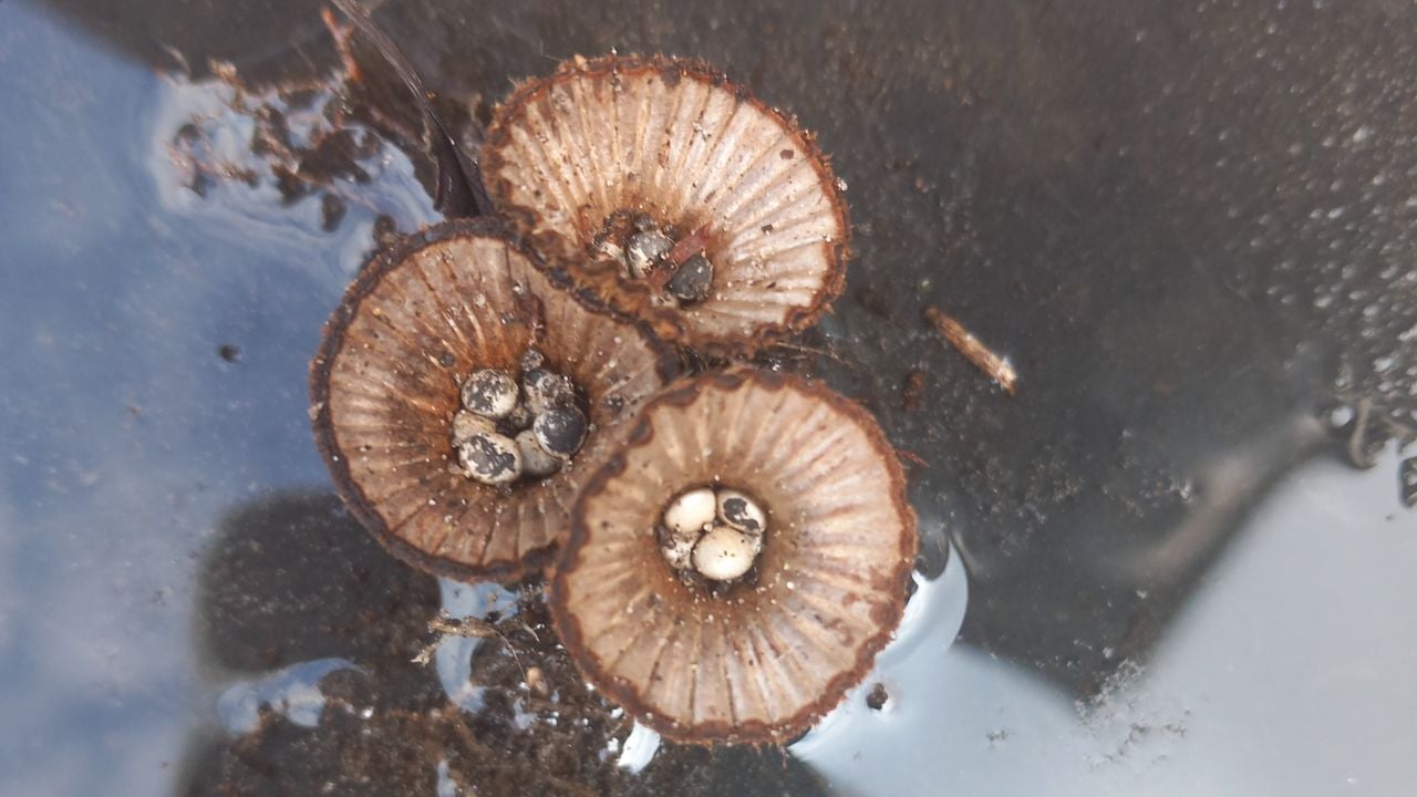 Het gestreept nestzwammetje (foto: Auke van Veen).