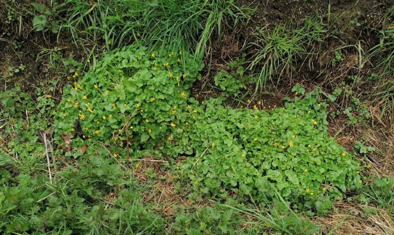 Speenkruid (foto: Joke Seuntjens).