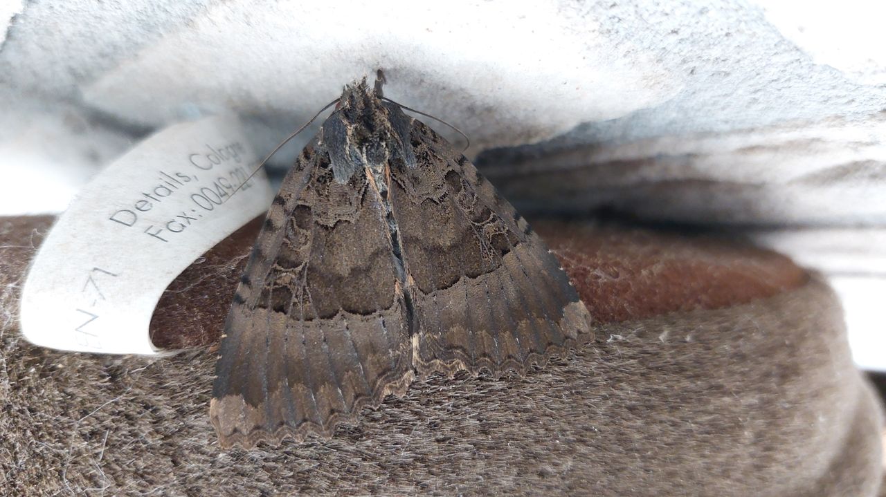 Deze prachtige vlinder landde in een huis in Someren (foto: Marloes).