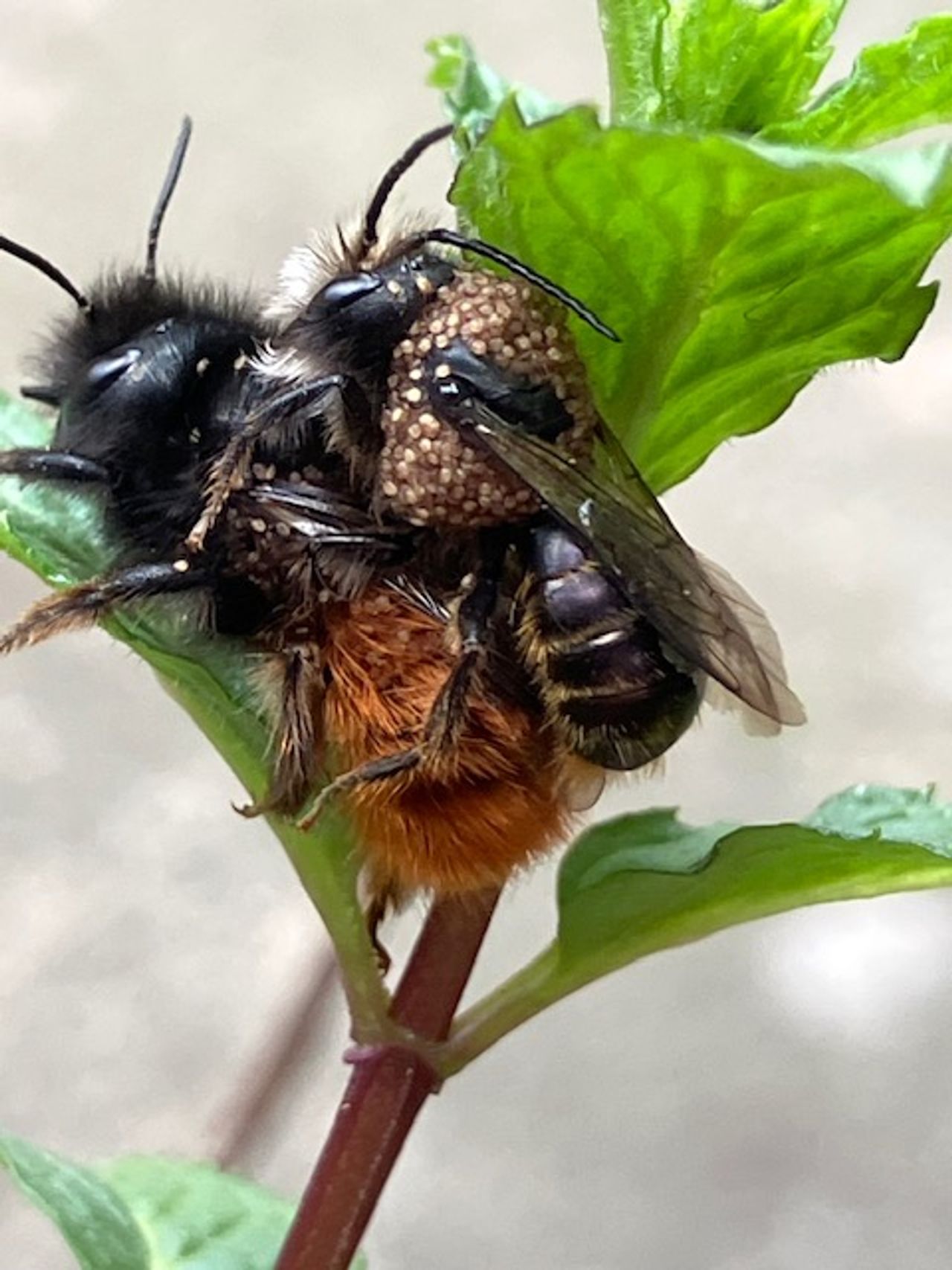 Een gehoornde metselbij met een bij vol mijten (foto: Theo van der Rijk).