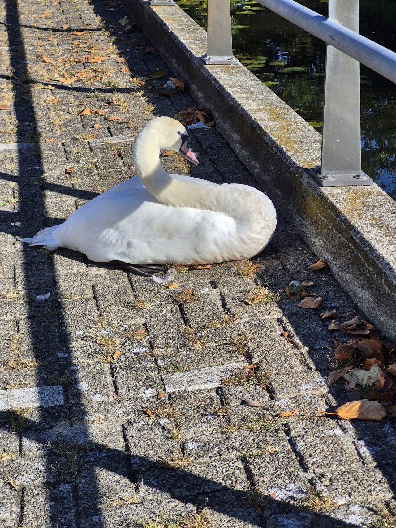 Foto: Facebook dierenambulance Den Bosch.