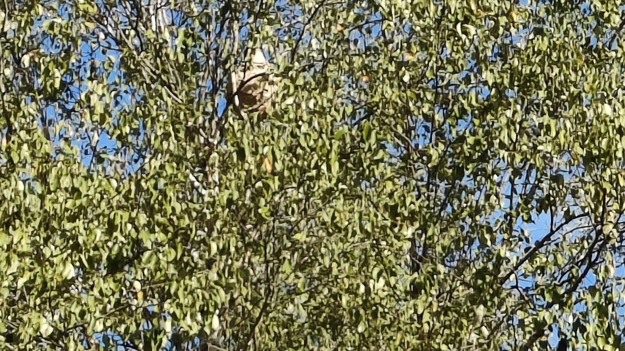 Het hoornaarsnest in de berkenboom (foto: Sietske van Dijk).