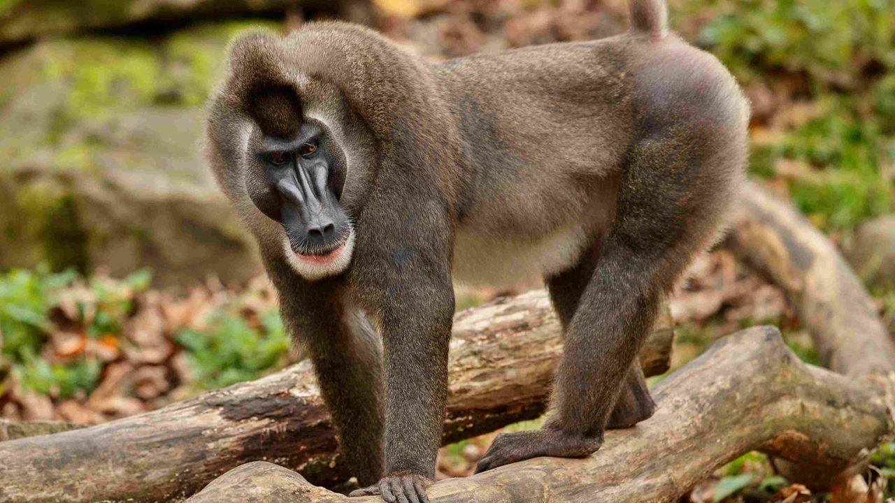 De dril (foto: ZooParc Overloon).