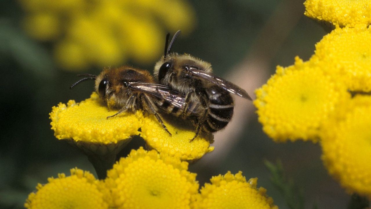 Een paring van wormkruidbijen (Saxifraga/Pieter van Breugel).