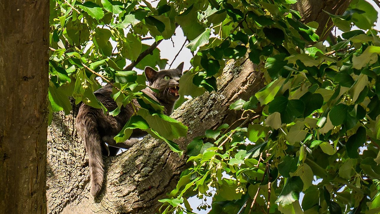 Foto: Tom van der Put/Persbureau Heitink